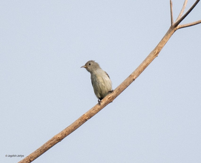 Pale-billed Flowerpecker - ML645586509