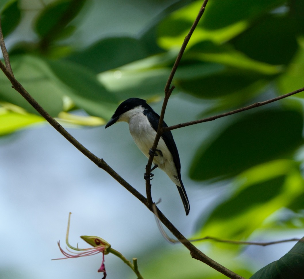 Black-winged Flycatcher-shrike - ML645586511