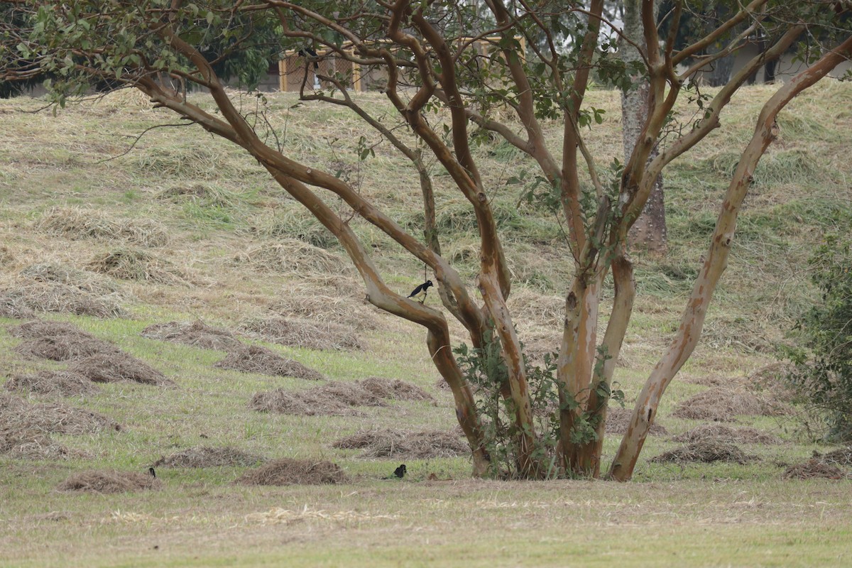 Plush-crested Jay - ML645586512