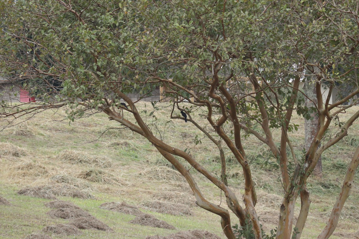 Plush-crested Jay - ML645586513