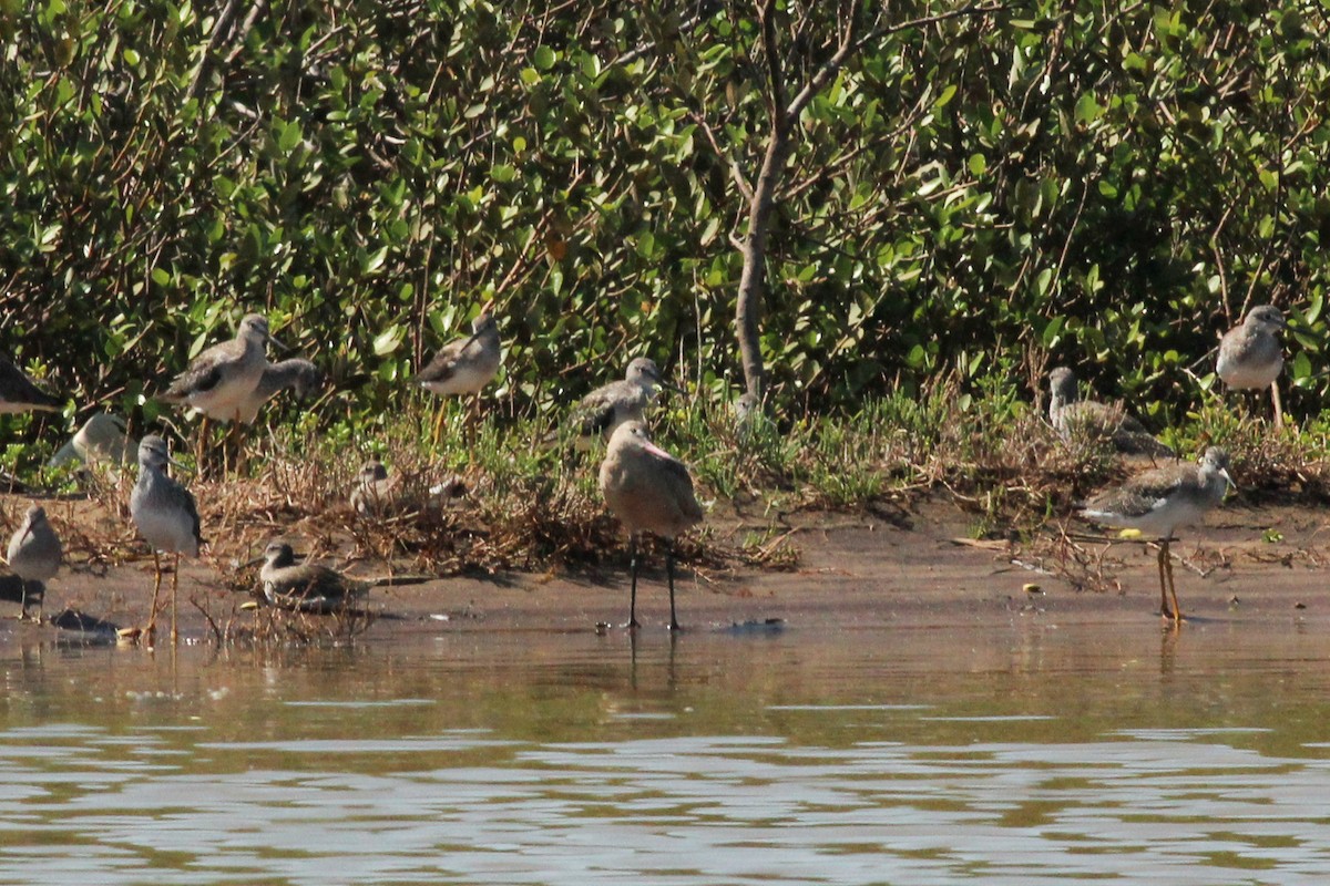 Marbled Godwit - ML645586514