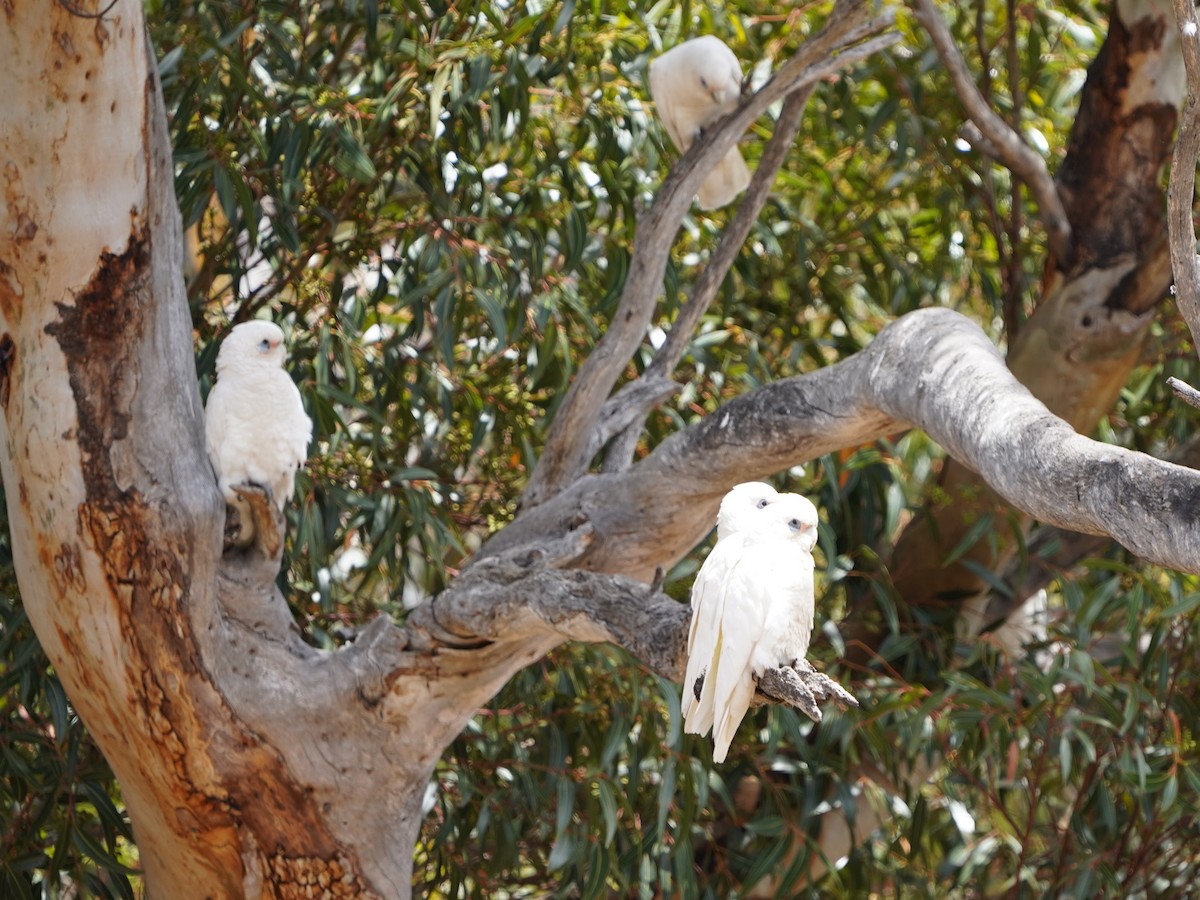 Little Corella - ML645586515