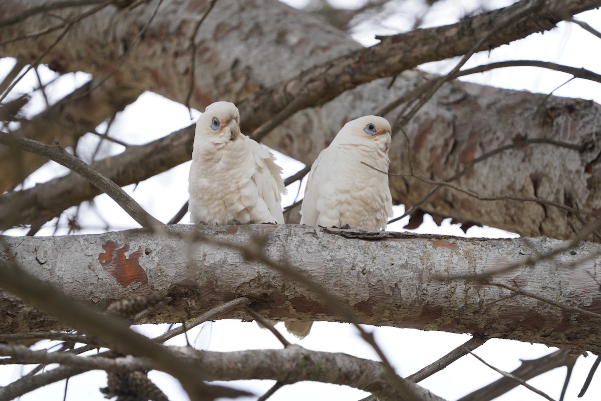 Little Corella - ML645586516
