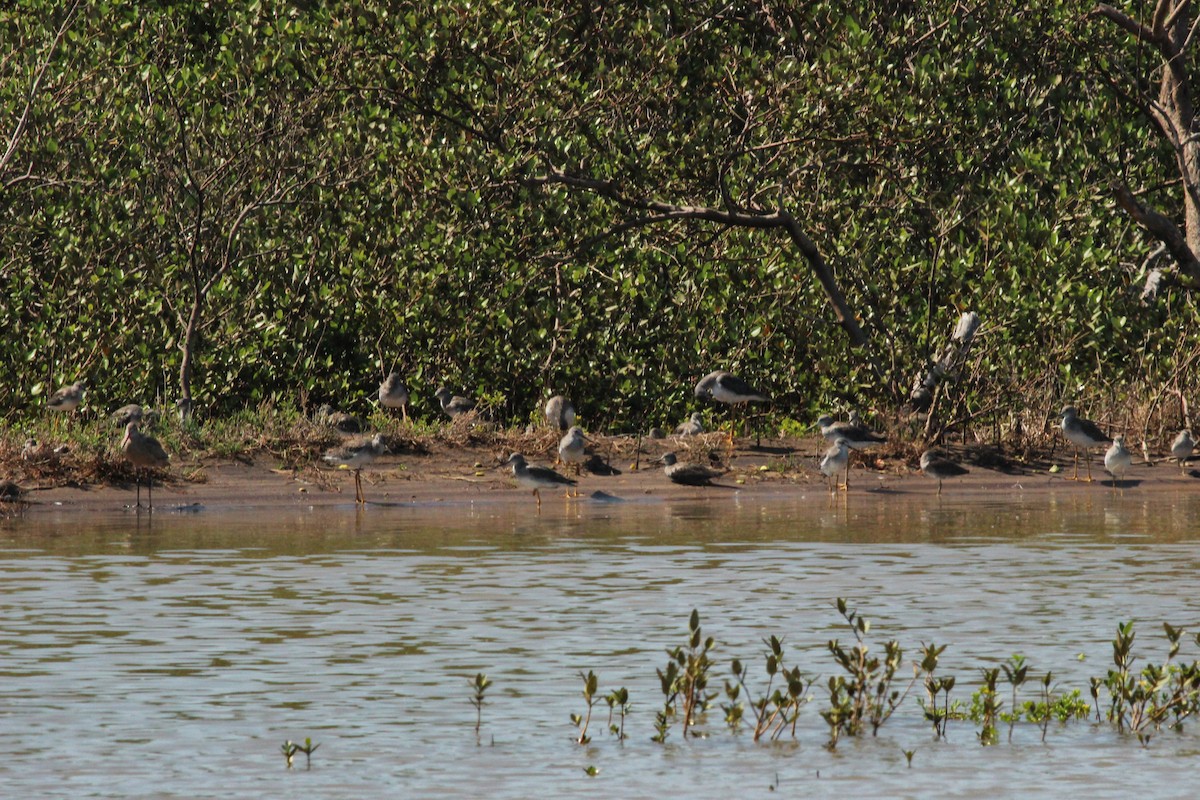 Greater Yellowlegs - ML645586517