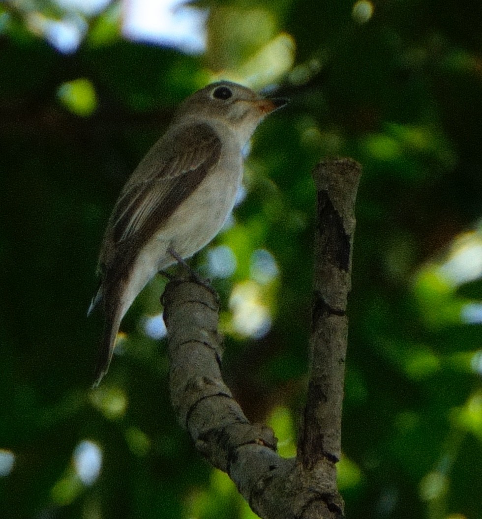 寬嘴鶲 - ML645586518