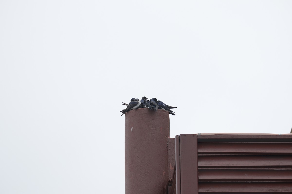 Gray-breasted Martin - ML645586519