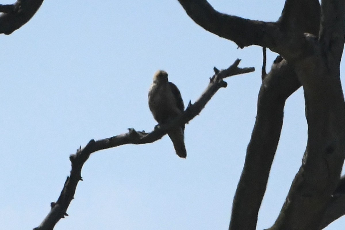Whistling Kite - ML645586520