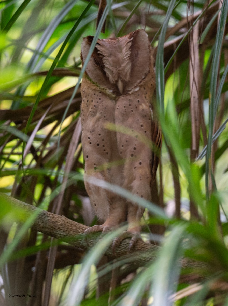 Sri Lanka Bay-Owl - ML645586521