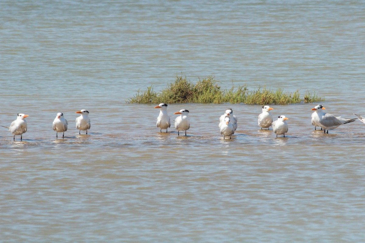 Royal Tern - ML645586523