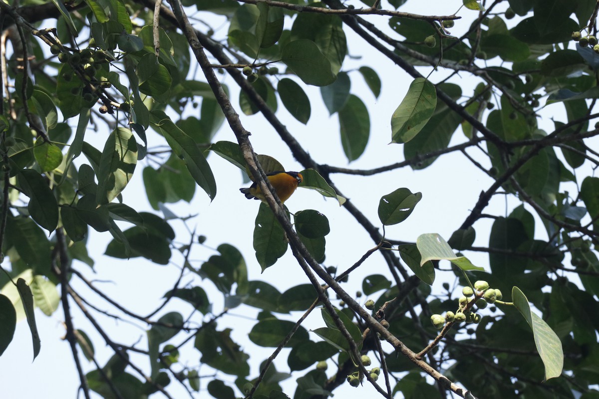 Violaceous Euphonia - ML645586524