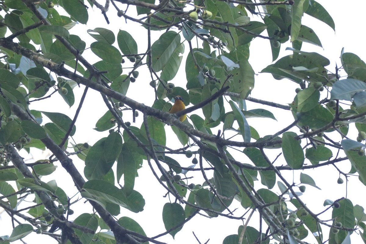 Violaceous Euphonia - ML645586525