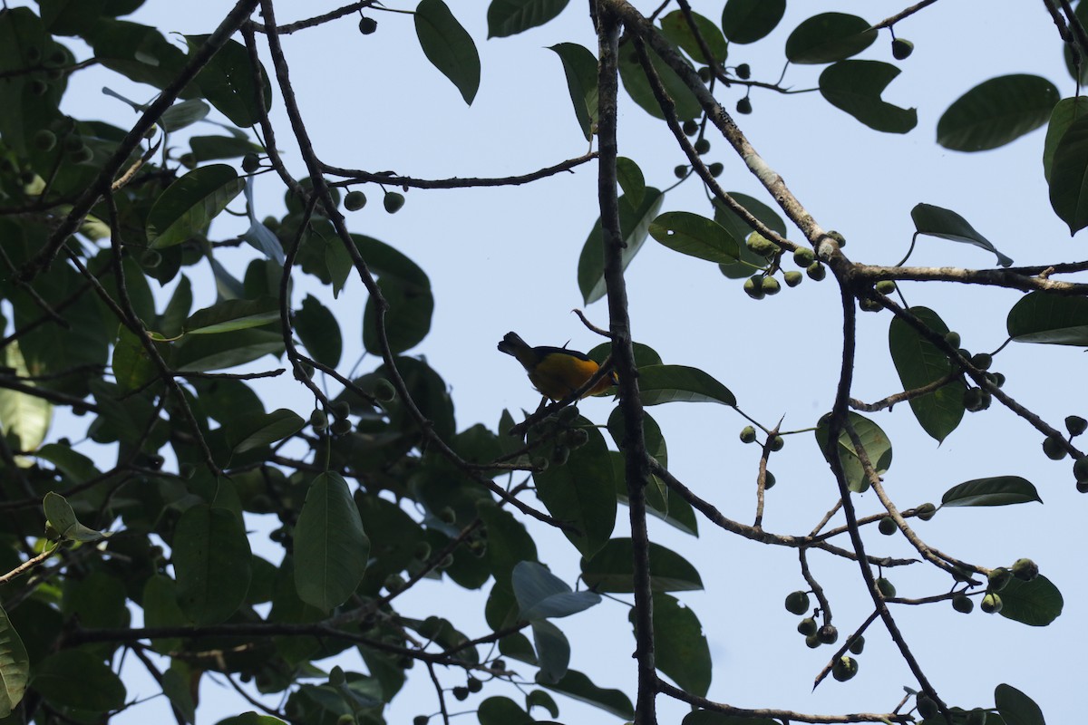 Violaceous Euphonia - ML645586526