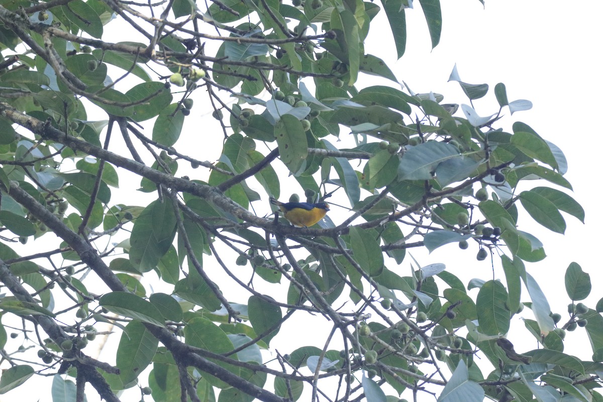 Violaceous Euphonia - ML645586527