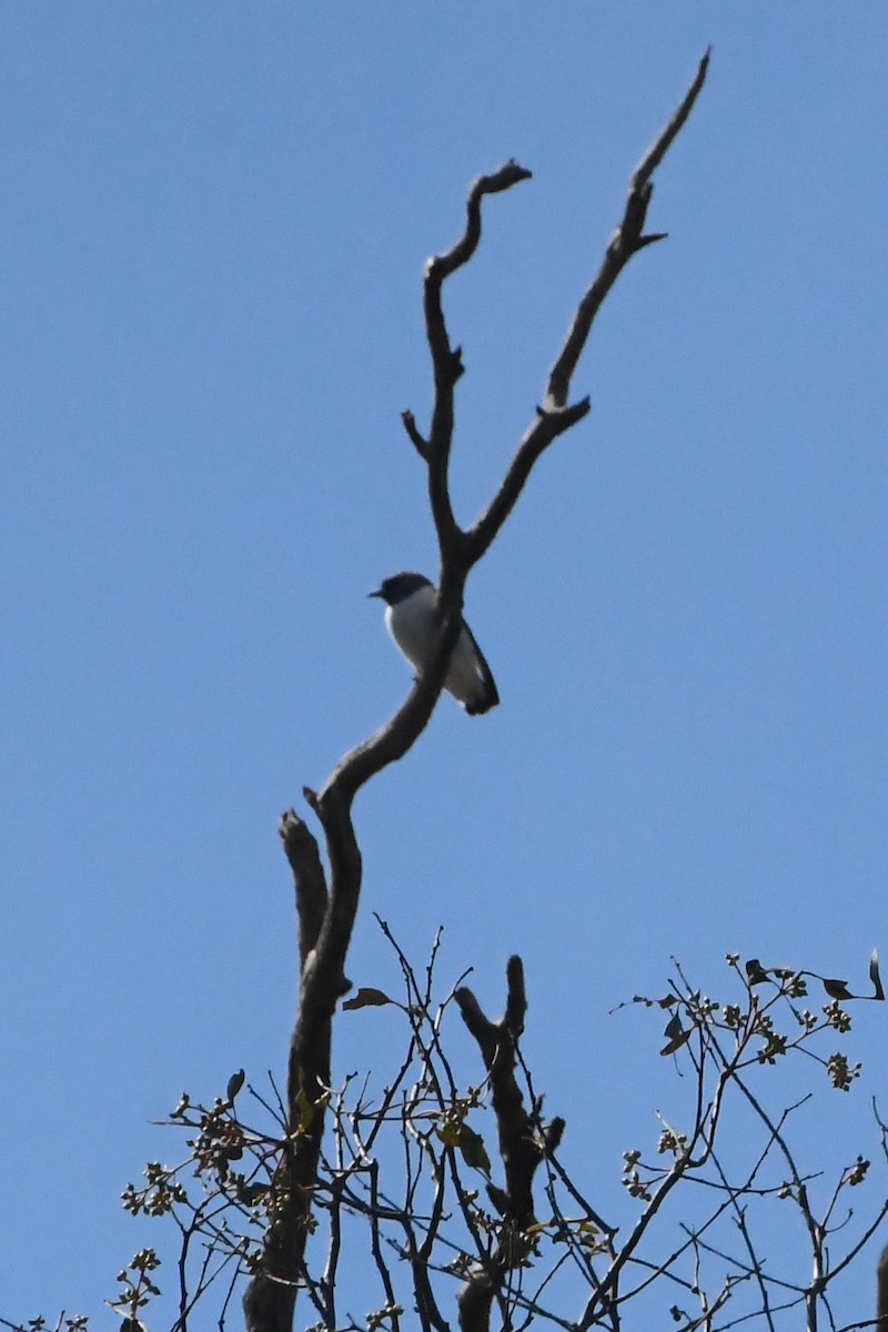 白胸燕鵙 - ML645586528