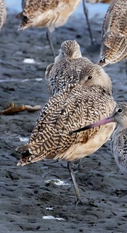 Marbled Godwit - ML645586530