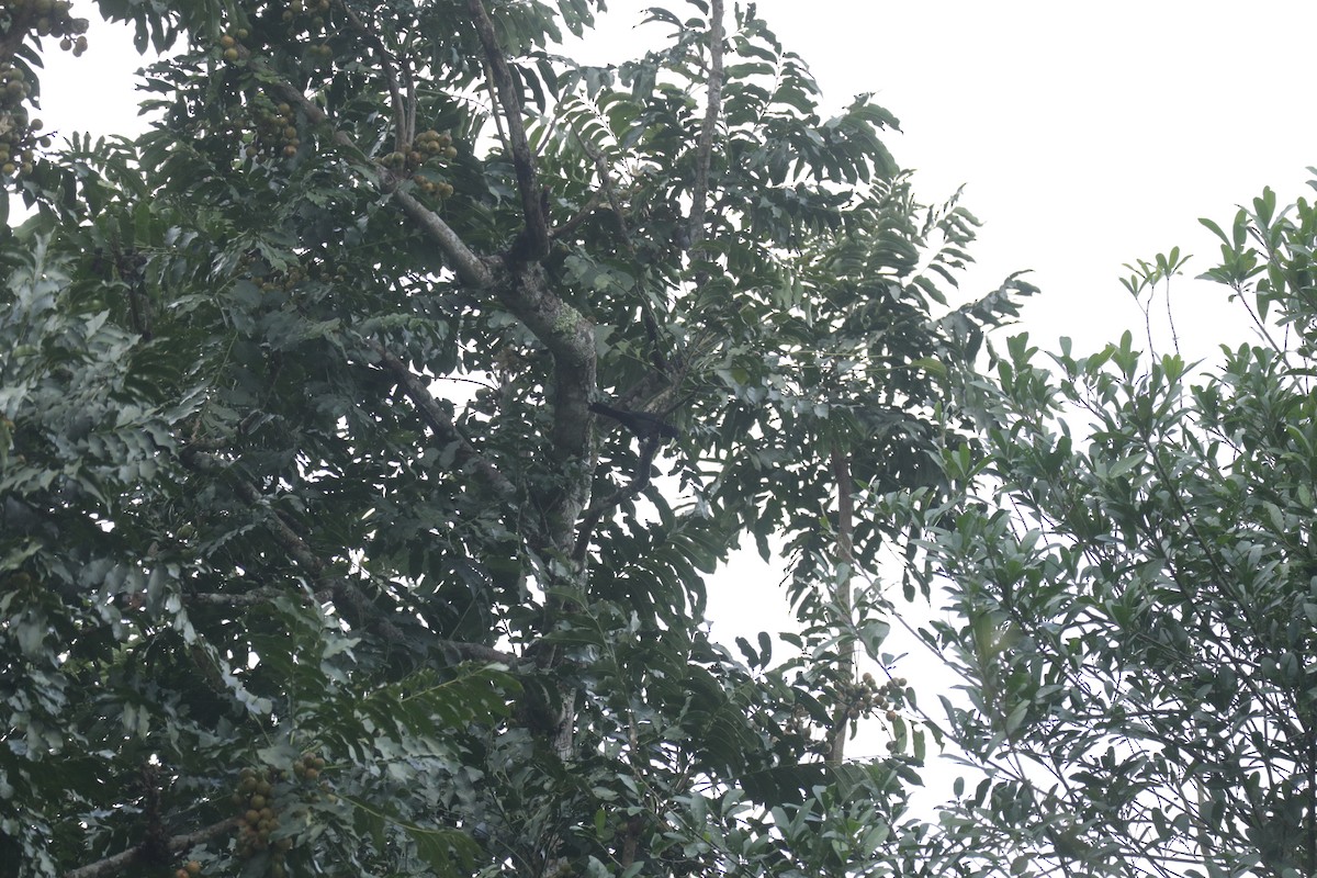 Red-rumped Cacique - ML645586531