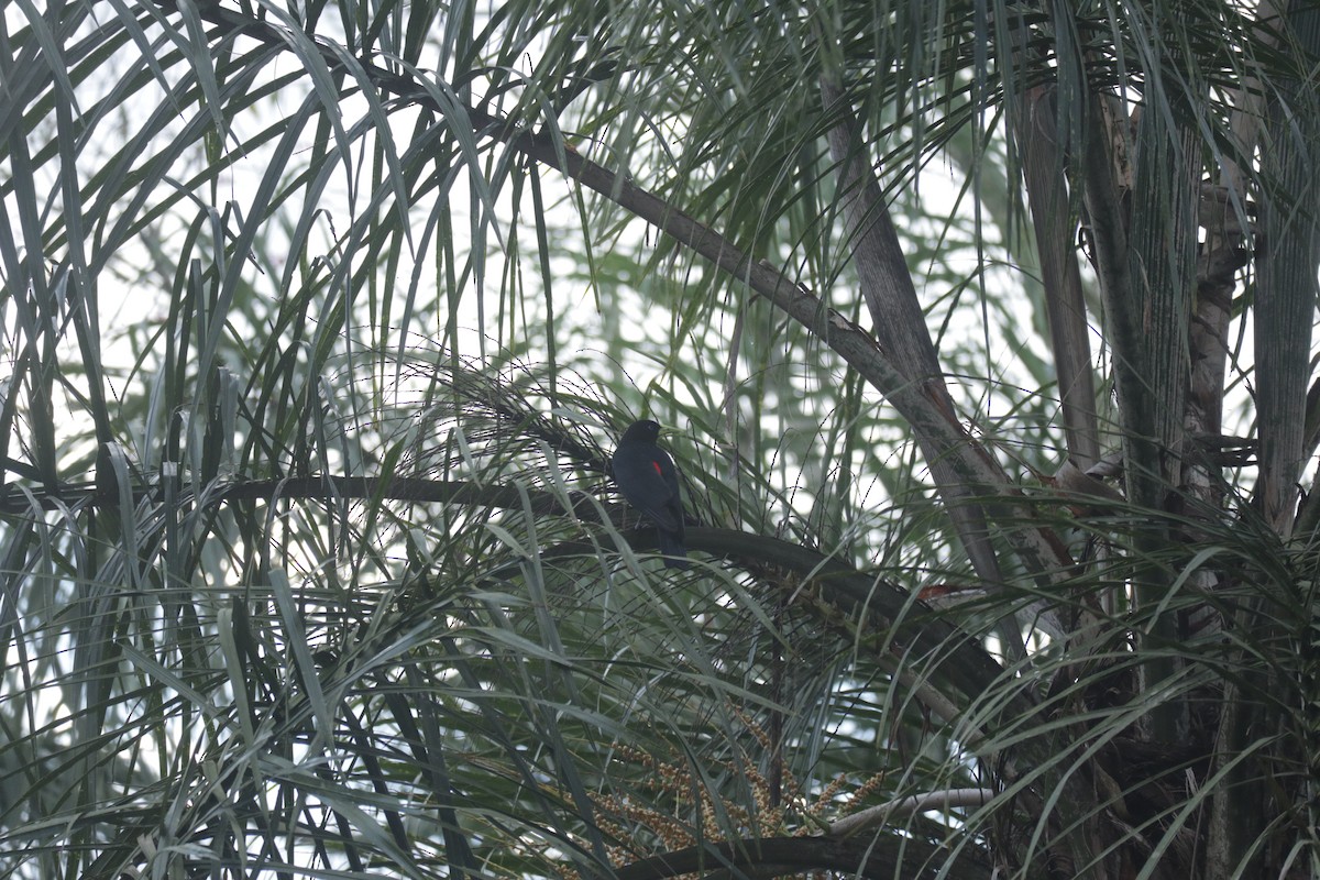 Red-rumped Cacique - ML645586532