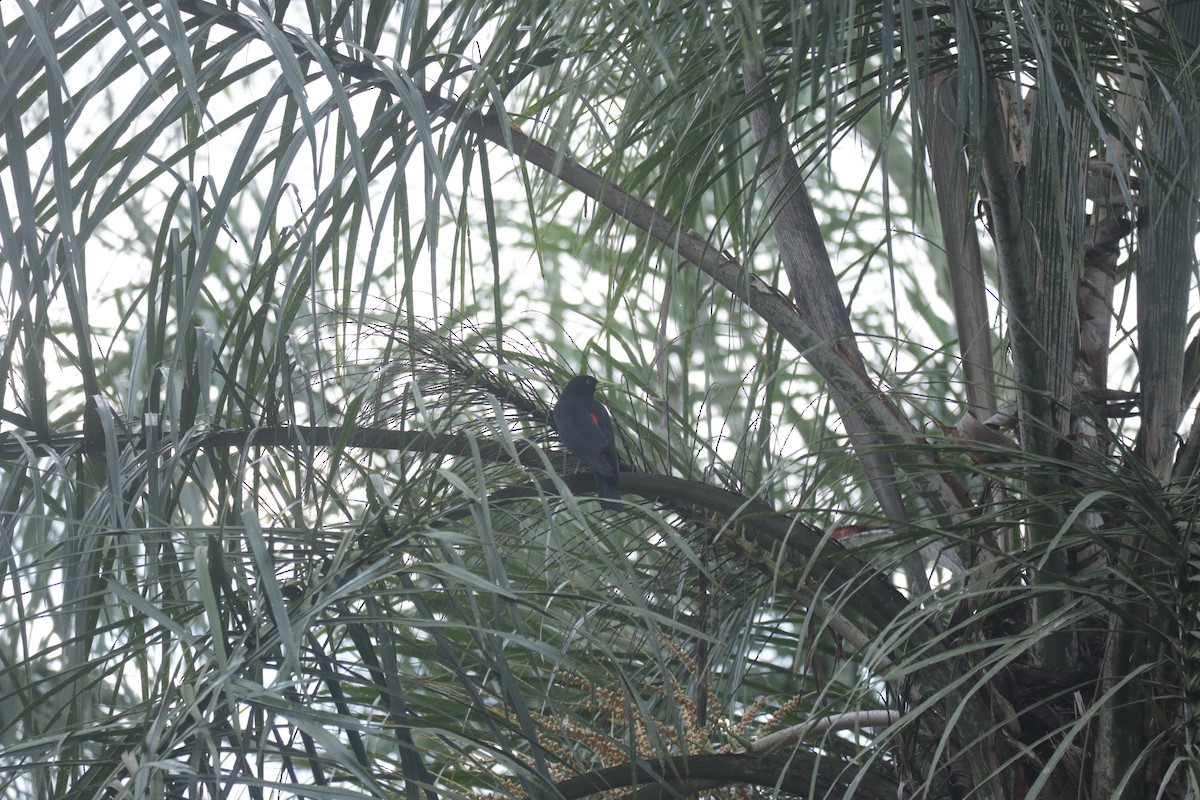 Red-rumped Cacique - ML645586533