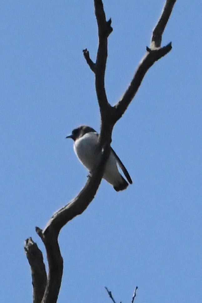 白胸燕鵙 - ML645586534