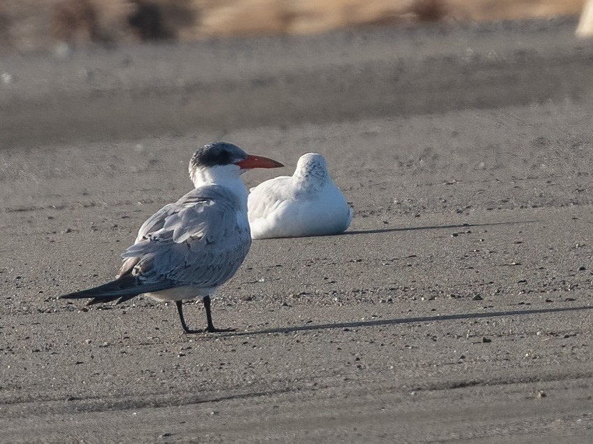 裏海燕鷗 - ML645586535