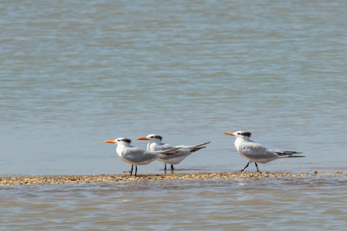 Royal Tern - ML645586536