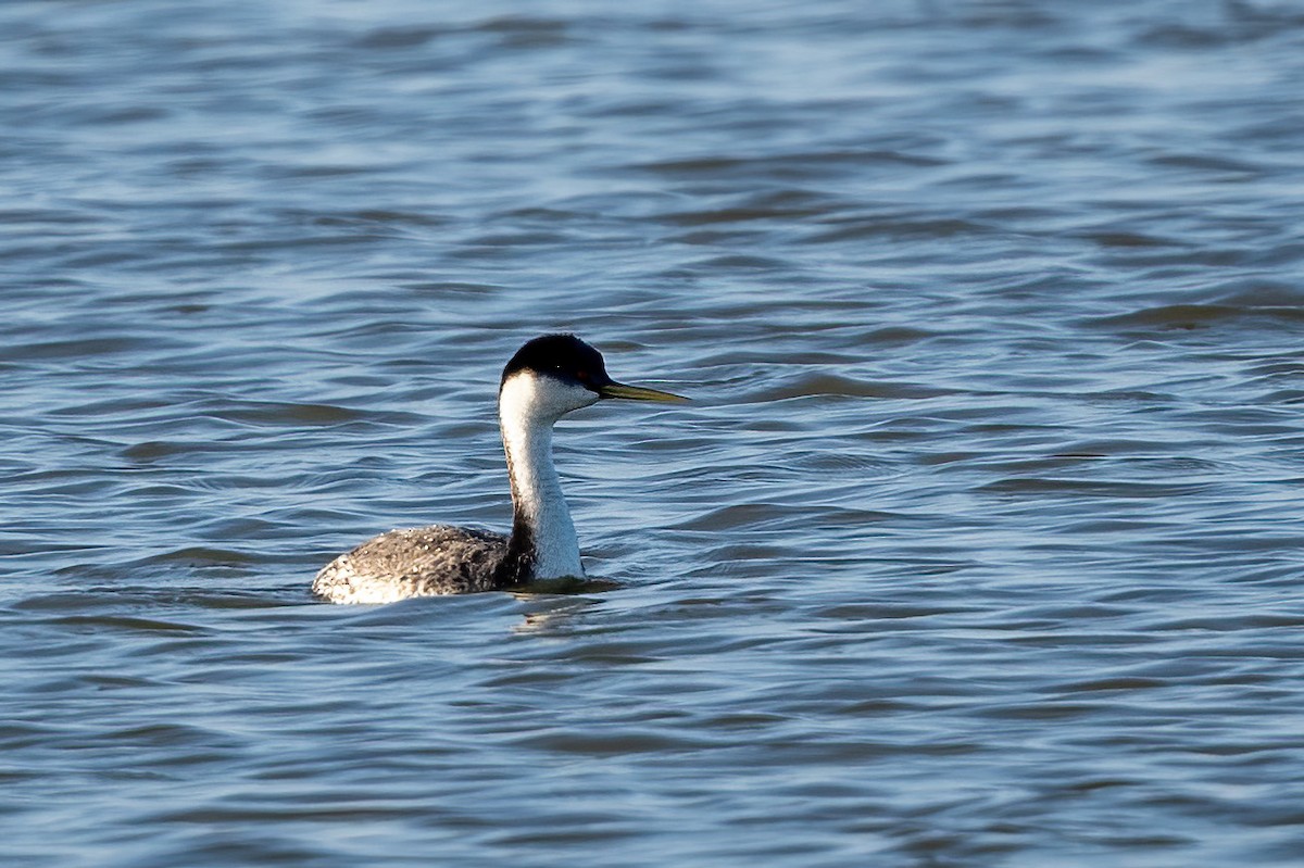Western Grebe - ML645586537