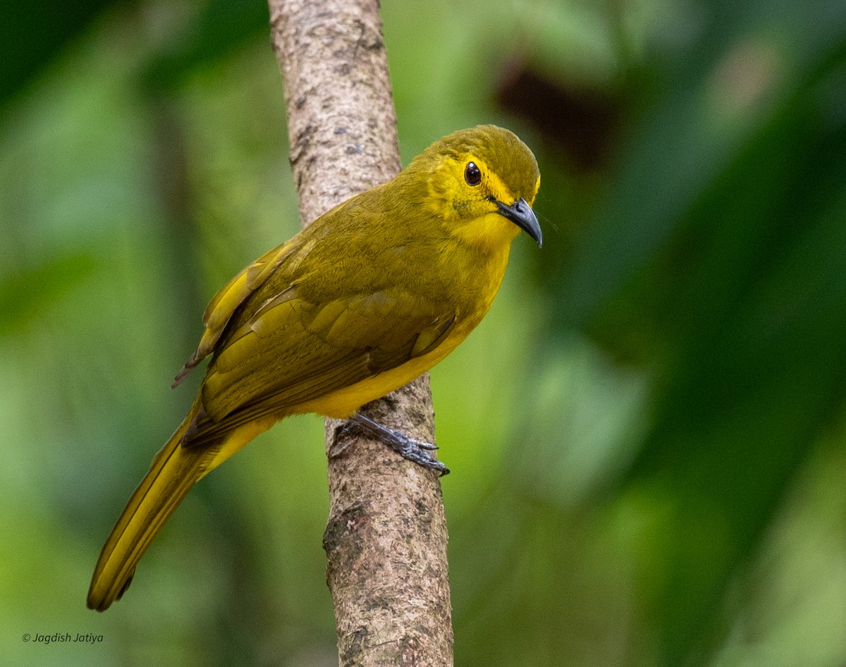 Yellow-browed Bulbul - ML645586538