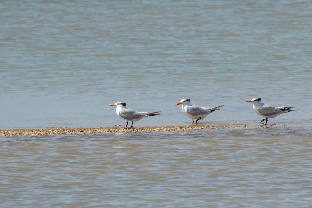 Royal Tern - ML645586539