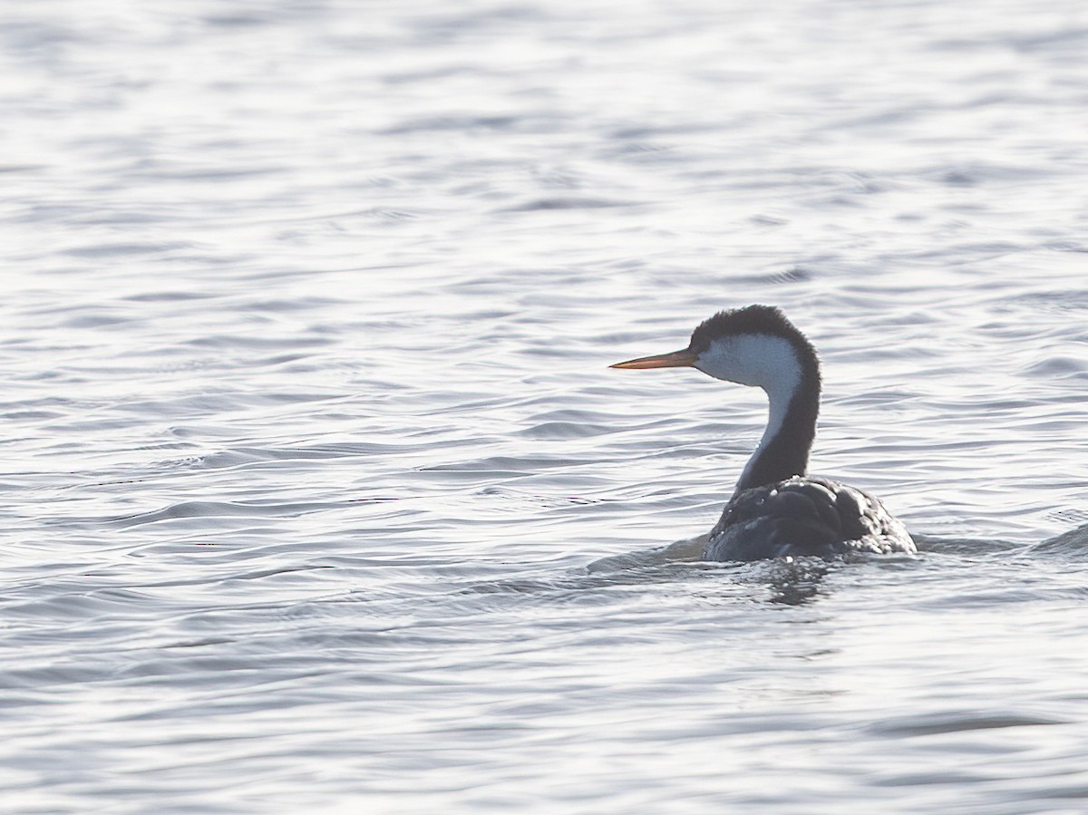 Clark's Grebe - ML645586540