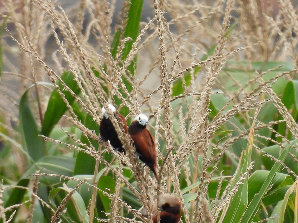 White-capped Munia - ML645586547
