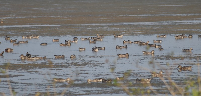 Garganey - ML645586548