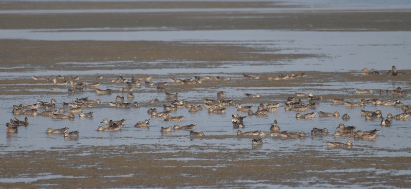 Garganey - ML645586549