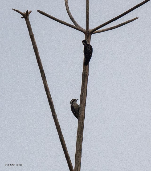 Brown-capped Pygmy Woodpecker - ML645586569