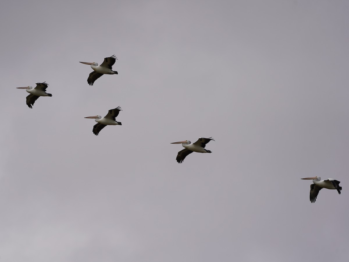 Australian Pelican - ML645586570