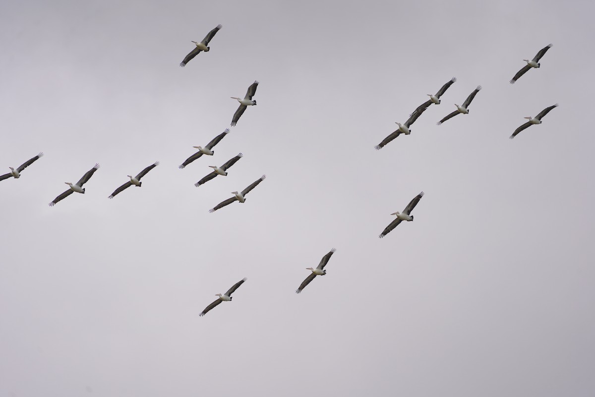 Australian Pelican - ML645586571