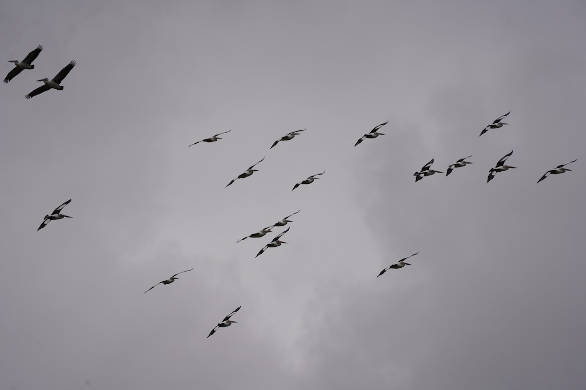 Australian Pelican - ML645586572