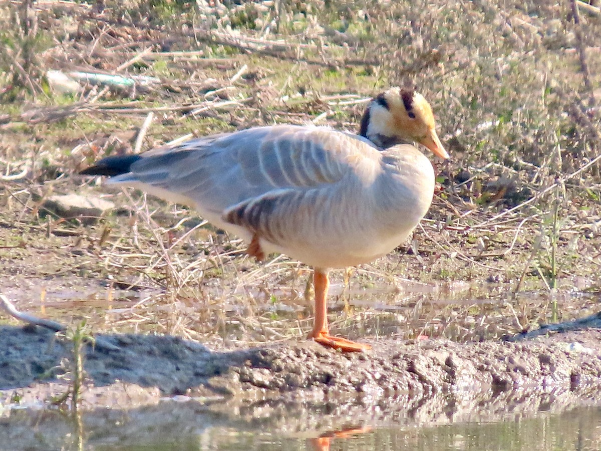 インドガン - ML645586577