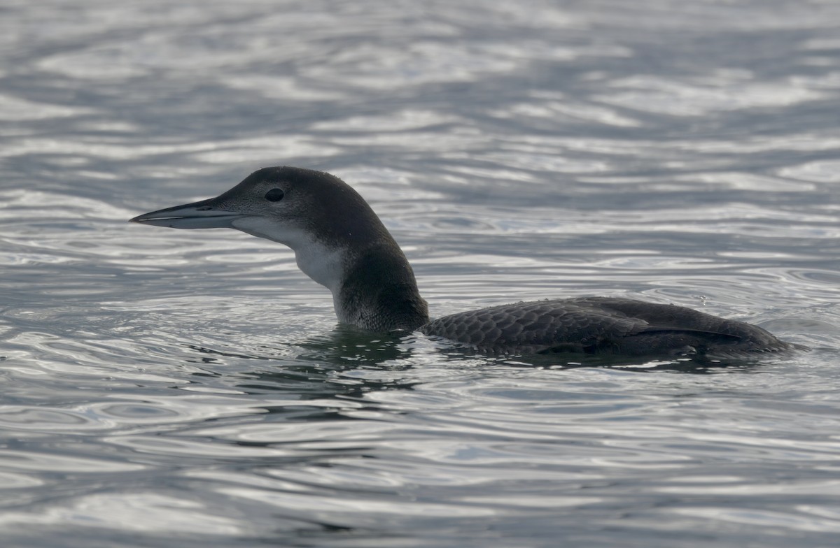 Common Loon - ML645586579