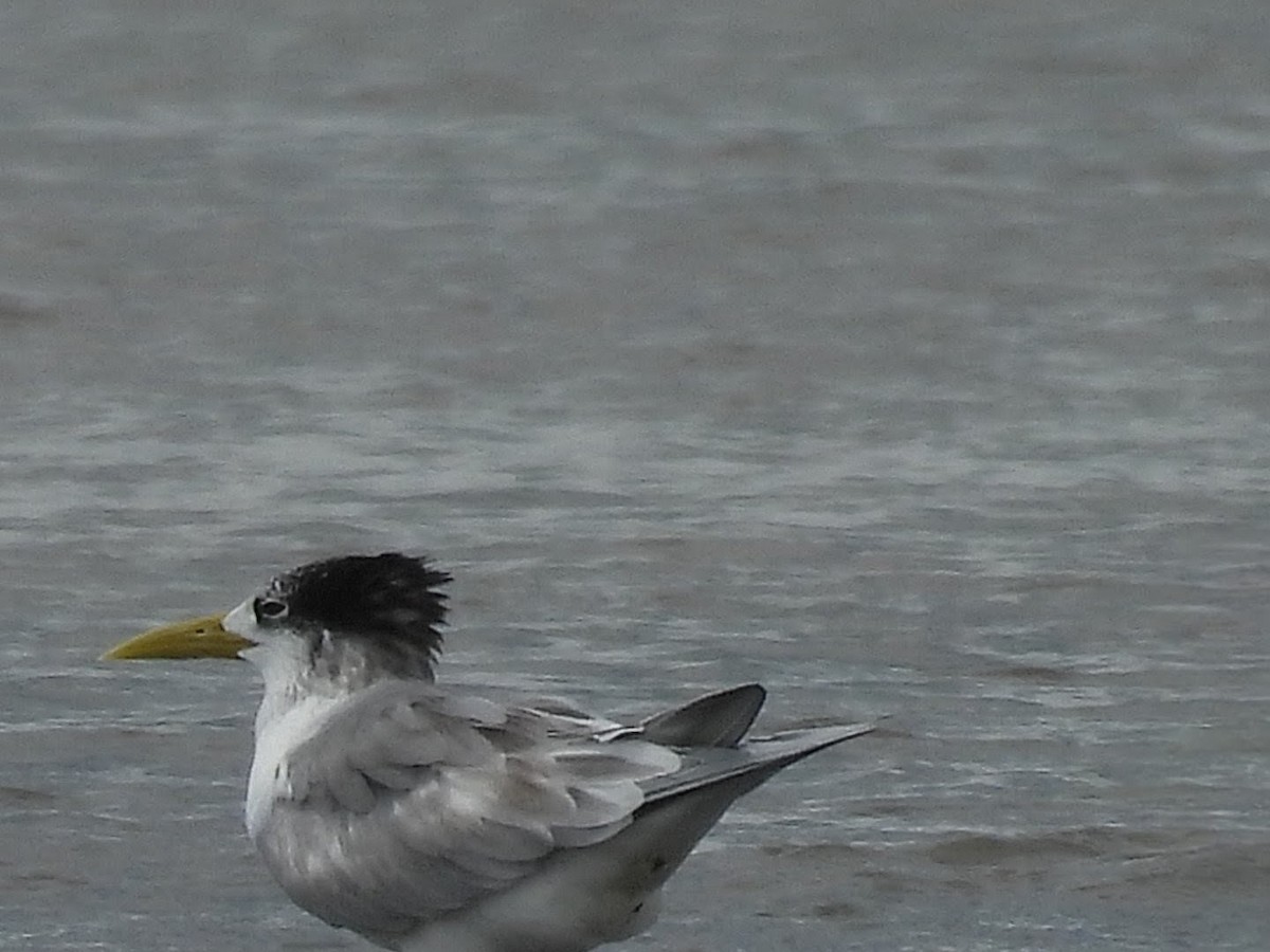 Great Crested Tern - ML645586580