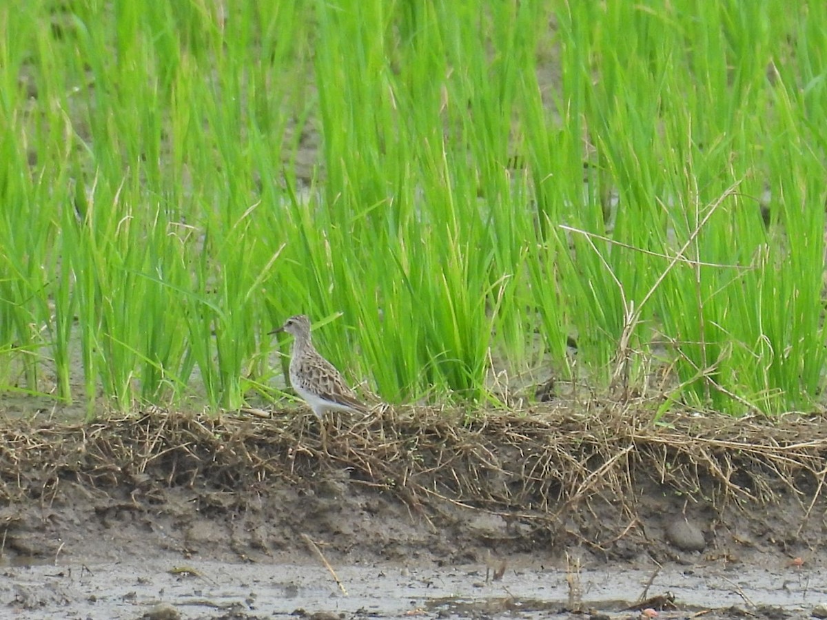 Long-toed Stint - ML645586590