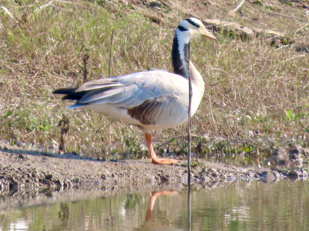 インドガン - ML645586596