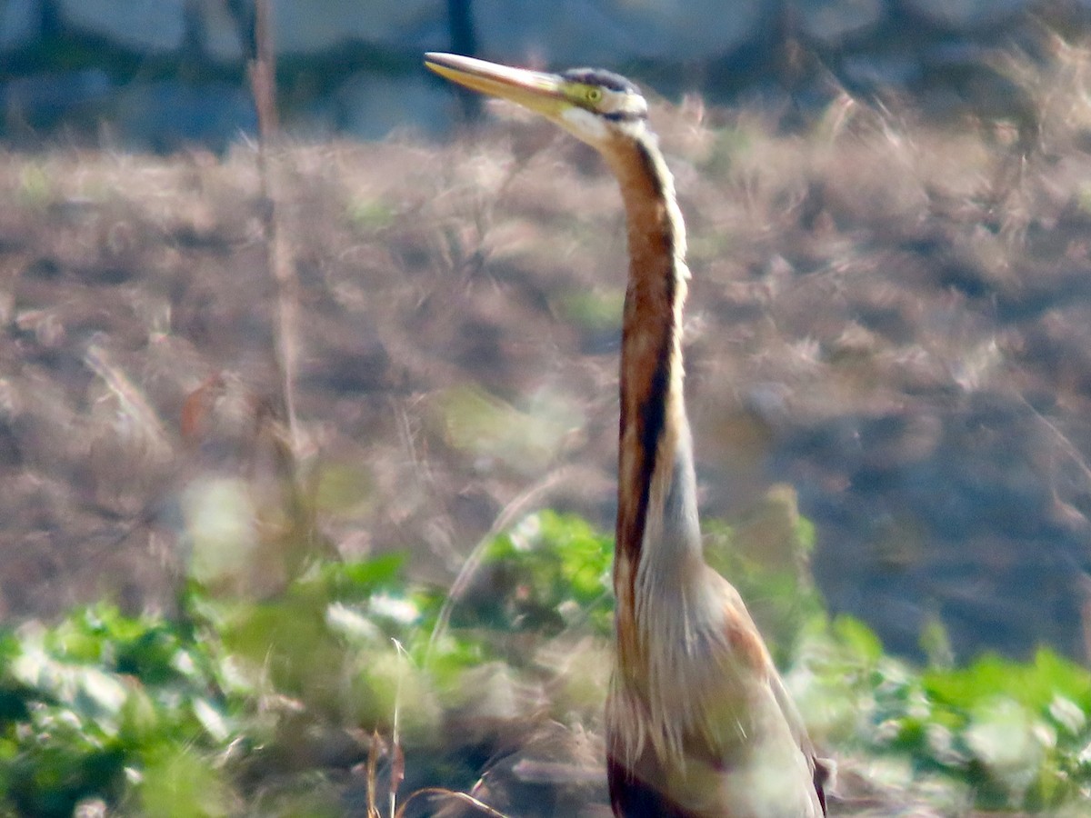 Purple Heron - ML645586604