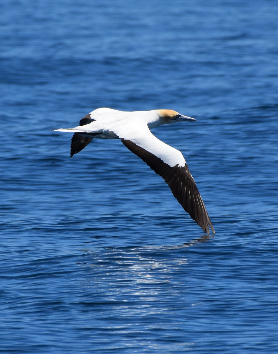 Australasian Gannet - ML645586606