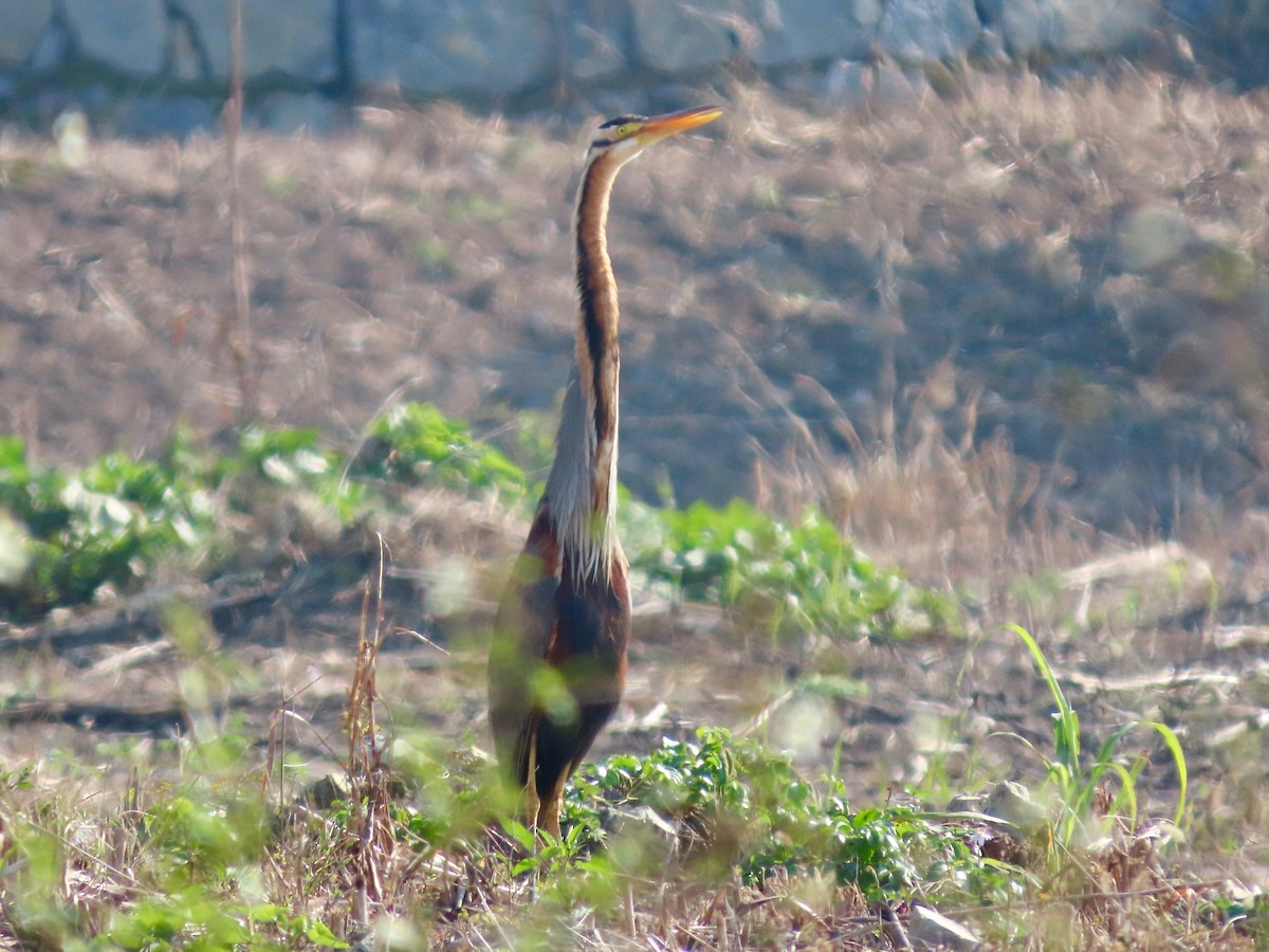 Purple Heron - ML645586608