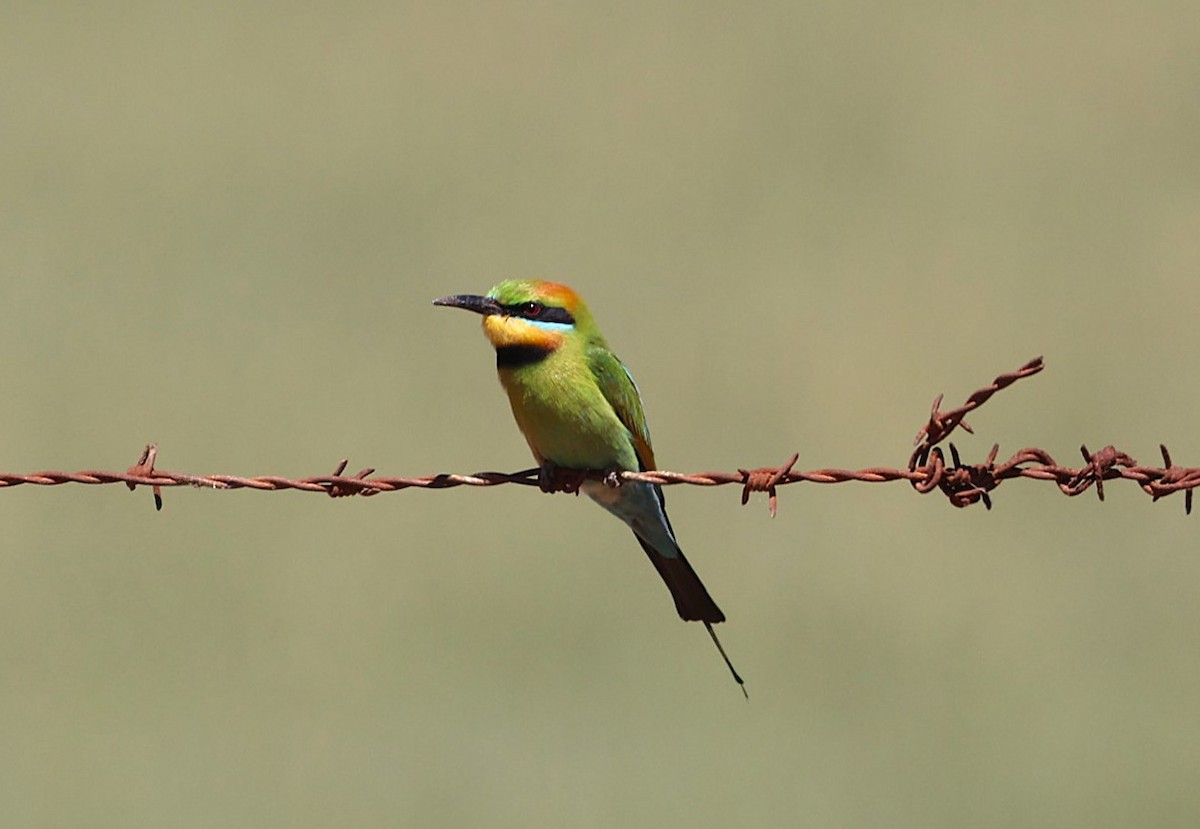 Rainbow Bee-eater - ML645586614