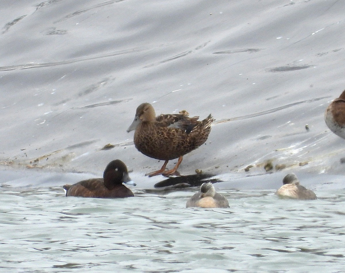 ミカヅキハシビロガモ - ML645586617