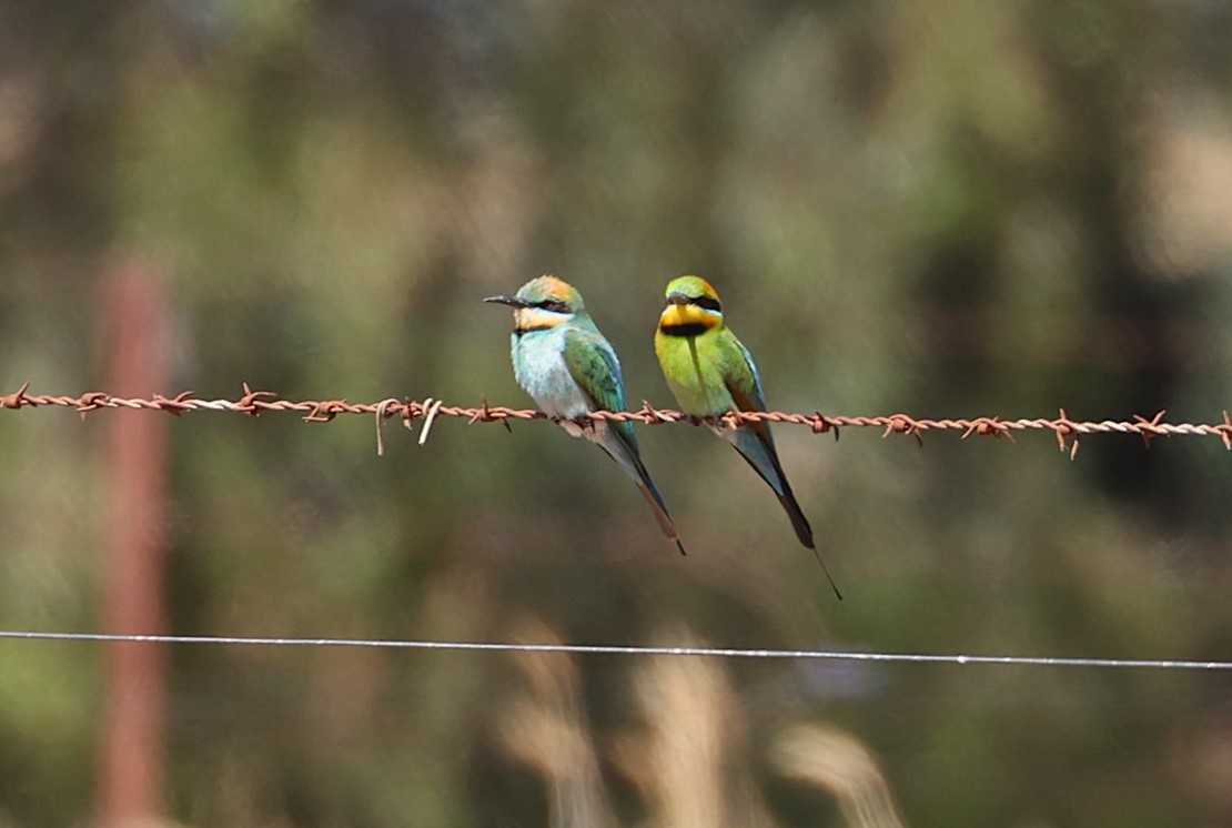 Rainbow Bee-eater - ML645586619