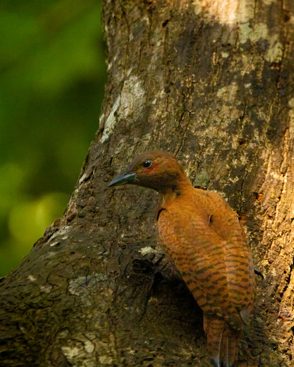 Rufous Woodpecker - ML645586622