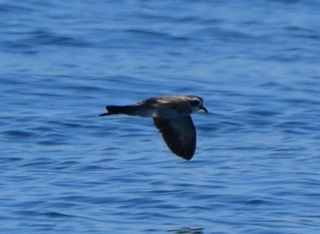 Weißgesicht-Sturmschwalbe - ML645586623