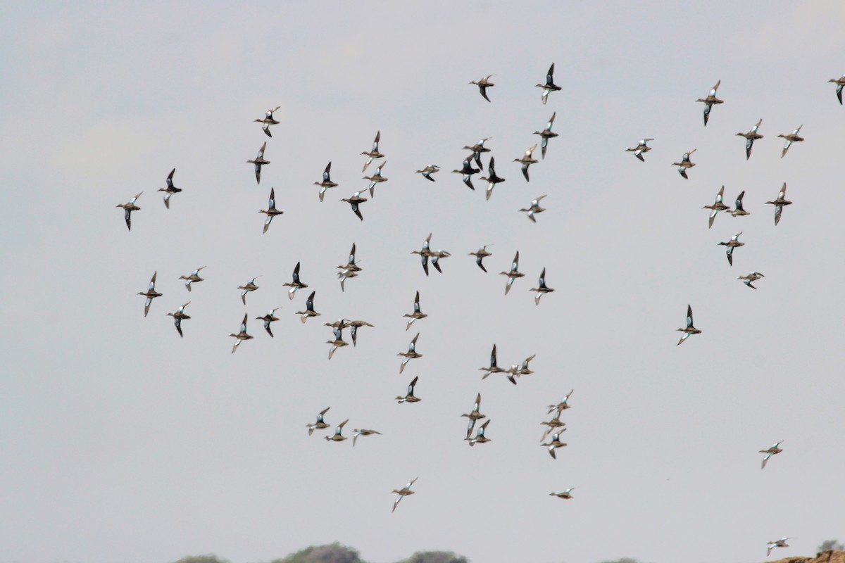 Blue-winged Teal - ML645586624